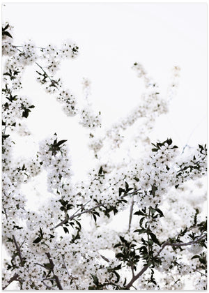 White Blossom Branches