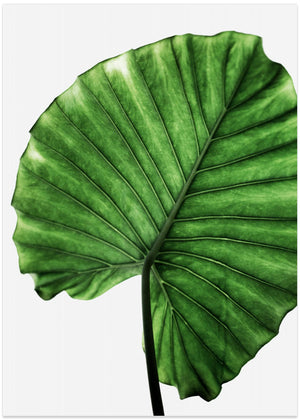 Leaves 11