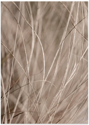 Summer Grass 3