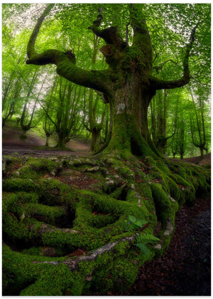 The Old Beech