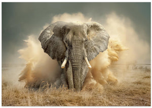 DesertElephant