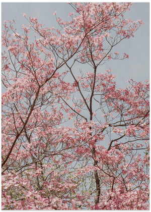Pink Spring Blooms