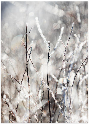A Winter Morning 4