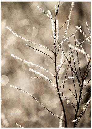 A Winter Morning 5