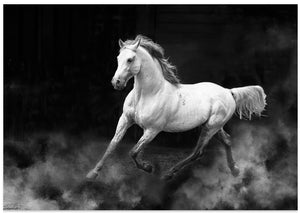 Fergana horse
