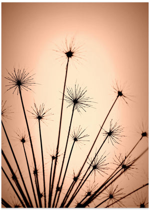 Seeds in light