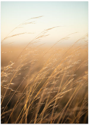 Golden Prairie Grass