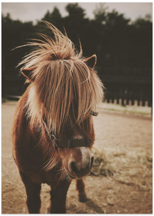 Small Horse