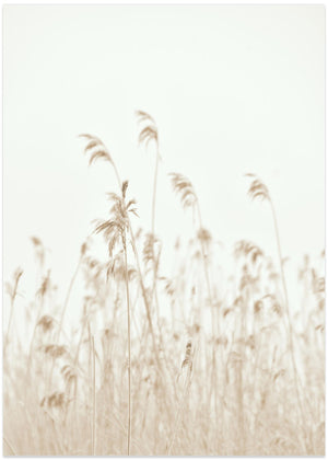 Winter reeds 02