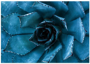 Maguey III