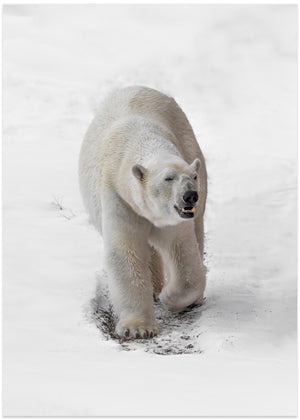 Arctic Wanderer