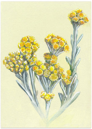 Gule vilde blomster