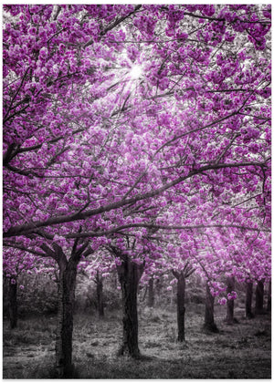 Magical Cherry Blossom Forest