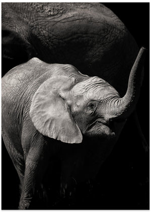 Baby elephant under mum's protecction