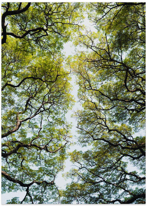 Trees in a botanical garden in Sri Lanka