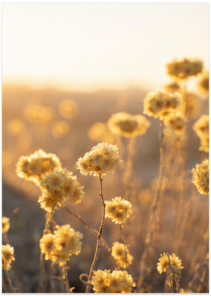 Sunrise in the Field