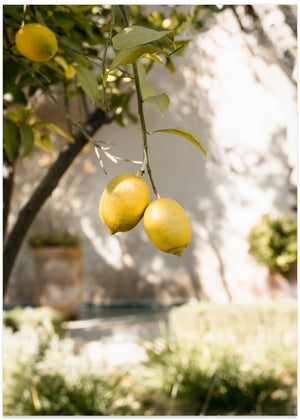 Lemons In the Garden