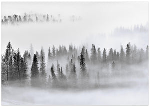 Foggy Forest
