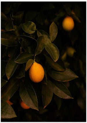Moody Lemon Branch