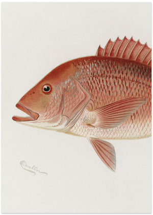 Rød snapper