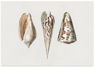 Three Mollusks Crop