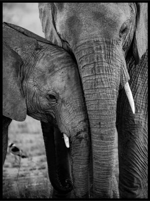 Elefant og baby plakat