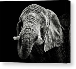 African Elephant - kvadratisk lerret - Plakatbar.no