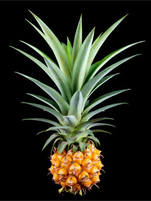 Ananas - sort bakgrunn plakat - Plakatbar.no