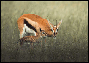 Antilope poster - Plakatbar.no