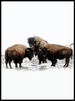 Bison 01 vinterplakat - Plakat - Plakatbar.no