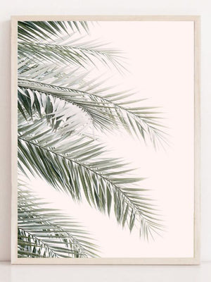 Blush palmeblader - Plakatbar.no