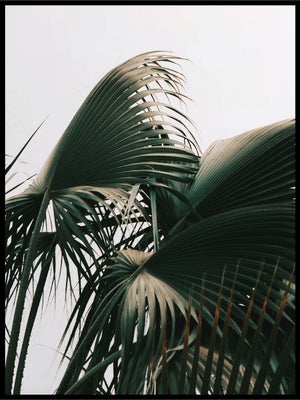 Botanic Palmleaves Poster - Plakatbar.no