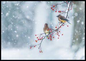 Colors of winter poster - Plakatbar.no