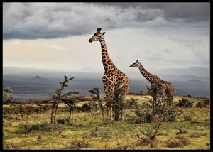 Giraffe poster - Plakatbar.no