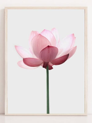 Lotus blomst - Plakatbar.no