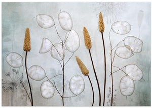 Lunaria
