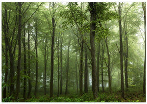 Forest...