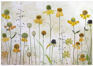 Helenium