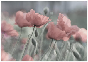 Softly