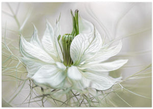 Nigella