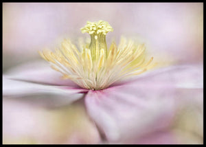 Montana flower poster - Plakatbar.no