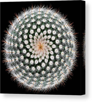 Notocactus scopa kvadratisk lerret - Plakatbar.no