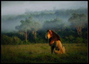 Old lion - Plakat - Plakatbar.no