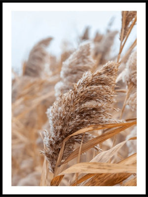 Reeds yellow and dry Poster - Plakatbar.no