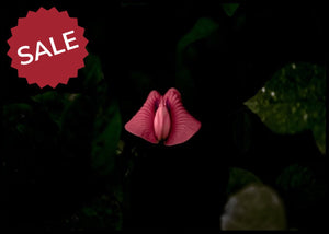 Rosa blomst poster - Plakatbar.no