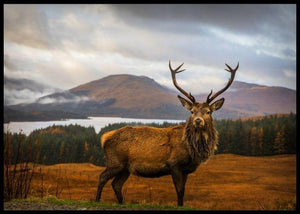 Scottish Stag poster - Plakatbar.no