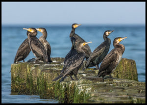 Skarv poster - Plakatbar.no