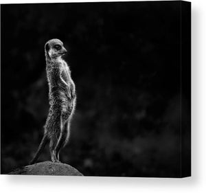 The meerkat - Plakatbar.no