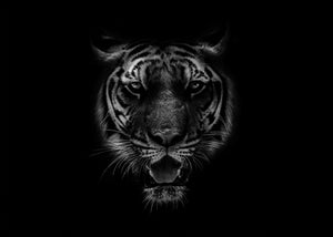 Tiger i sort hvit - poster - Plakatbar.no