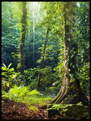 Vår i skogen 1 - Poster - Plakatbar.no
